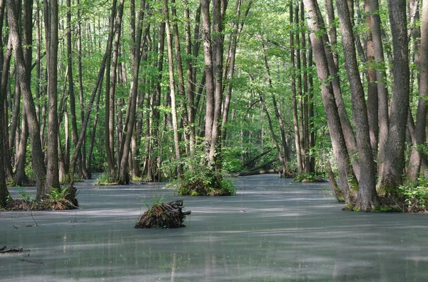 Lago em um verde de madeira e árvores — Fotografia de Stock