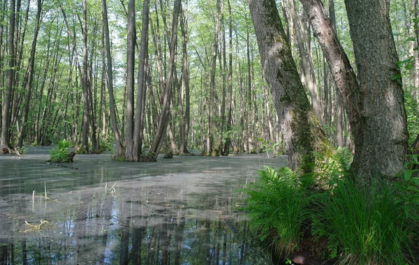 Jezero v lesní zeleni a stromy — Stock fotografie