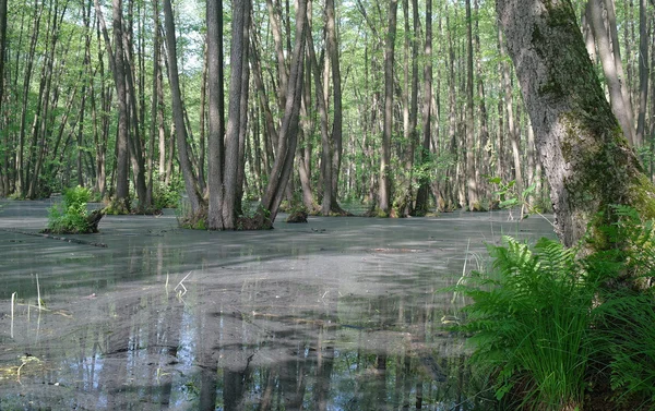 Lago in un bosco verde e alberi — Foto Stock