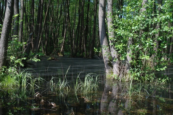 Lago em um verde de madeira e árvores — Fotografia de Stock