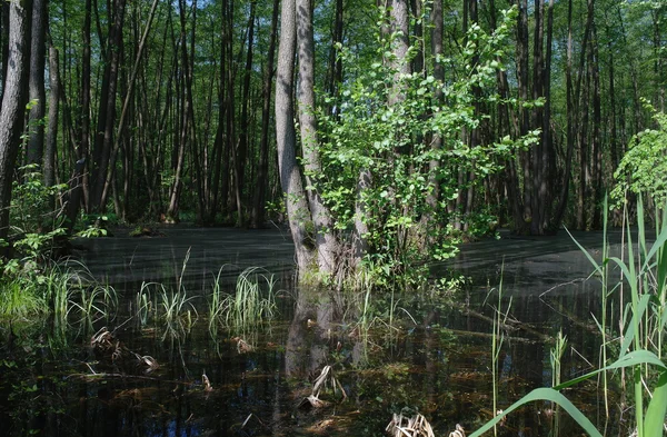 Lago en un bosque verde y árboles — Foto de Stock