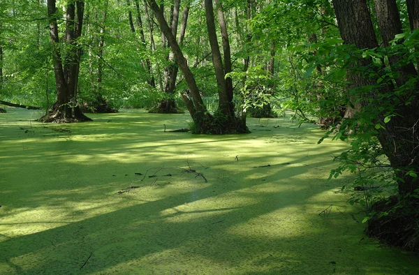 Lake in a wood green and trees — Stock Photo, Image