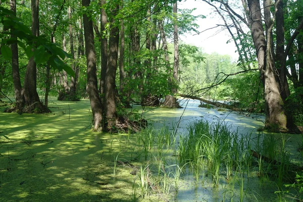 Озеро в зеленому дереві й дереві. — стокове фото