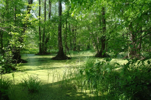 Озеро в зеленом лесу и деревьях — стоковое фото