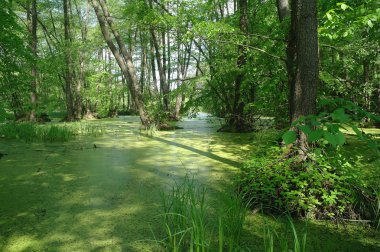 Ağaçların ve ağaçların arasında.