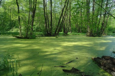 Ağaçların ve ağaçların arasında.