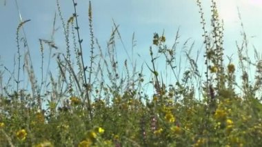 Rüzgarda sallanan yeşil çimenler.