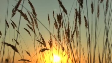 çim manzara muhteşem gün batımı kırmızı ışık