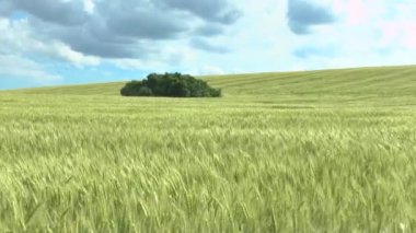 Yeşil buğday ve bulutlu gökyüzü