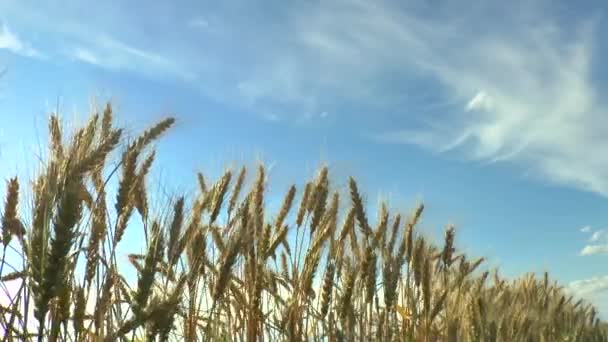 Olgun buğday kulaklarının hareketi . — Stok video