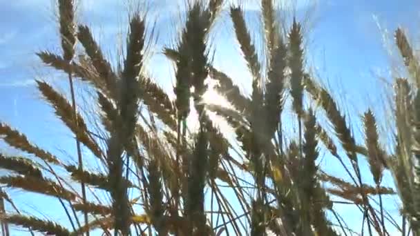 The movement of the ears of ripe wheat . — Stock Video