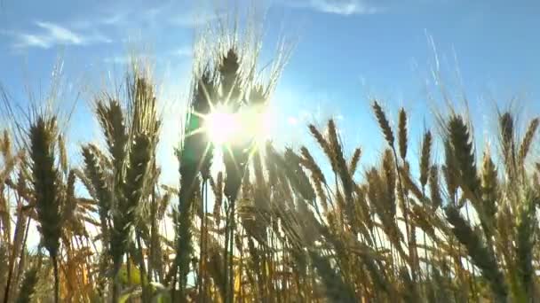 Il movimento delle spighe di grano maturo  . — Video Stock