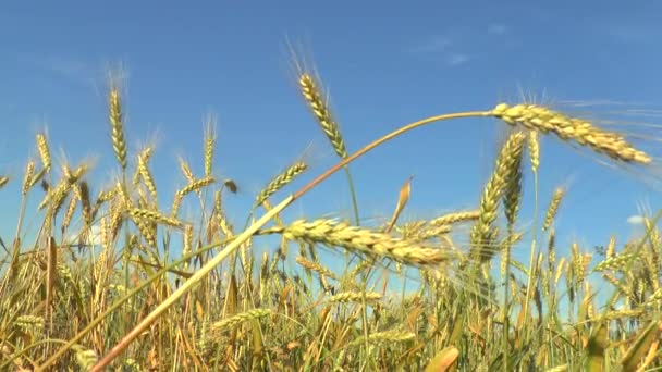 De beweging van de oren van rijpe tarwe . — Stockvideo