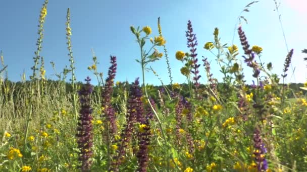 Erba verde ondeggiante nel vento. — Video Stock