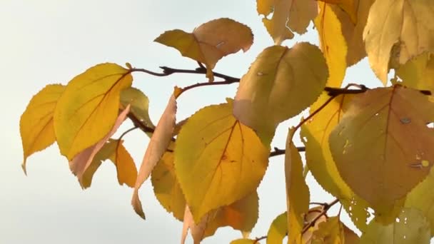 Foglie autunnali gialle ondeggianti nel vento — Video Stock