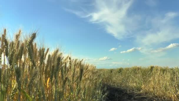 Die Bewegung der Ähren des reifen Weizens . — Stockvideo