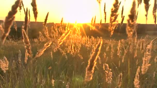 Gräs landskap i det underbara solnedgången rött ljuset — Stockvideo