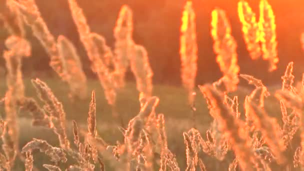 Paisaje de hierba en la maravillosa puesta de sol luz roja — Vídeos de Stock