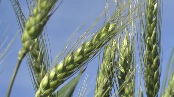 Jonge groene tarwe in een vloer. — Stockvideo