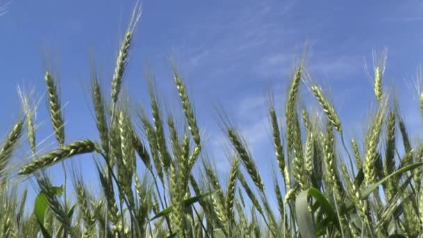 Молодая зеленая пшеница в полу . — стоковое видео