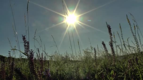 Bloemen weide gebied tegen blauwe hemel en zonsondergang met wind — Stockvideo