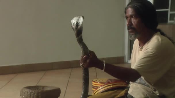 The performance of the Sri Lankan tamer poison — Stock Video