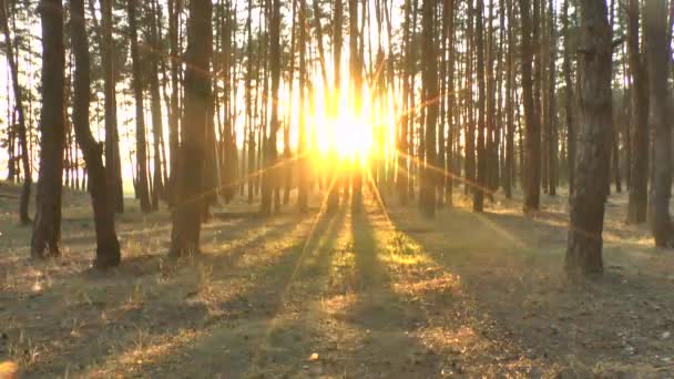 Pôr-do-sol floresta . — Vídeo de Stock