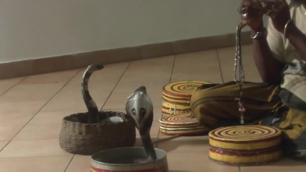 The performance of the Sri Lankan tamer poison — Stock Video