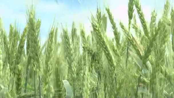 El trigo joven verde en el suelo . — Vídeo de stock