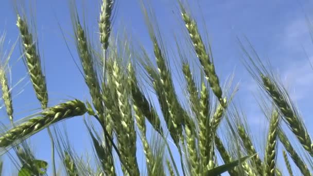 Grano verde giovane in un piano . — Video Stock