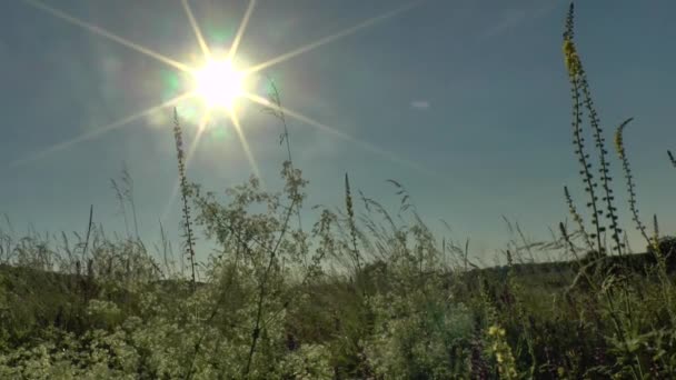 Flores campo prado contra o céu azul e pôr do sol com o vento — Vídeo de Stock