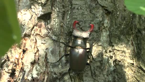 Stag-kever op een boom — Stockvideo