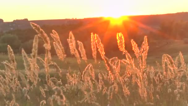 Paisaje de hierba en la maravillosa puesta de sol luz roja — Vídeos de Stock