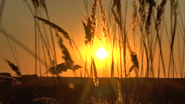 Травяной пейзаж в прекрасном закате красный свет — стоковое видео