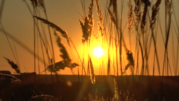 素晴らしい夕日の赤い光の草地景観 — ストック動画