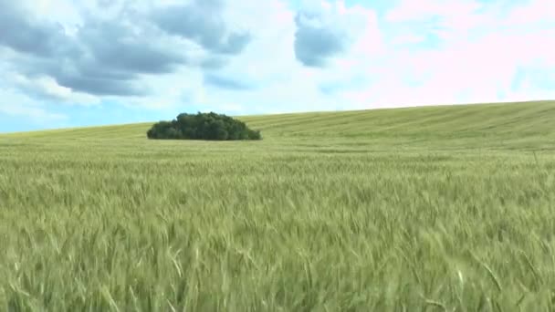 Grön vete och mulen himmel — Stockvideo