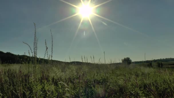 Flores campo prado contra o céu azul e pôr do sol com o vento — Vídeo de Stock