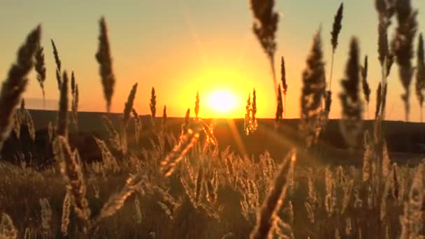 Paisaje de hierba en la maravillosa puesta de sol luz roja — Vídeo de stock