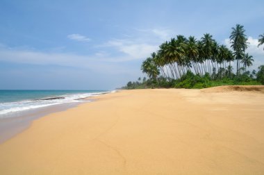 Resimlik plaj tropikal. Sri lanka