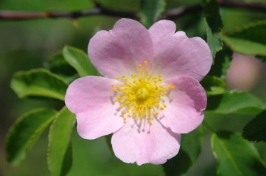 pembe kuşburnu çiçeği makro