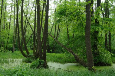 Ağaçların ve ağaçların arasında.