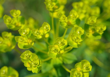 yeşil çayır üzerinde sarı çiçek