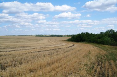 bulutlu gökyüzü ve hasat sonra altın alan
