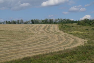 bulutlu gökyüzü ve hasat sonra altın alan