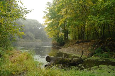 Nehir manzara ve sonbahar ahşap