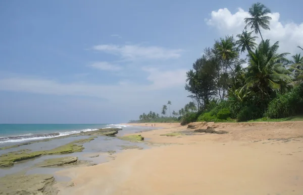 Malowniczej plaży tropikalnej. Sri lanka — Zdjęcie stockowe