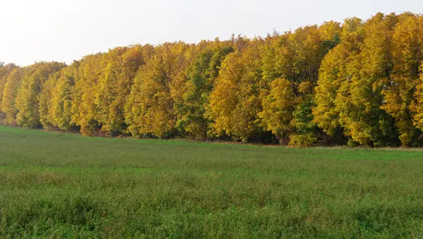 Paisaje otoñal con campo de trigo verde y bosques amarillos — Foto de Stock