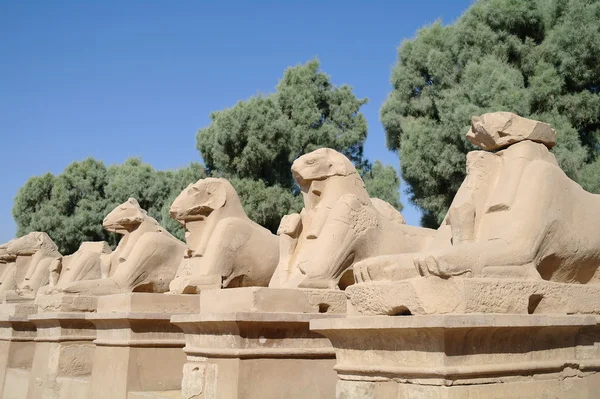 Oude standbeelden van RAM-geheugen-headed sfinxen in karnak tempel, luxor — Stockfoto
