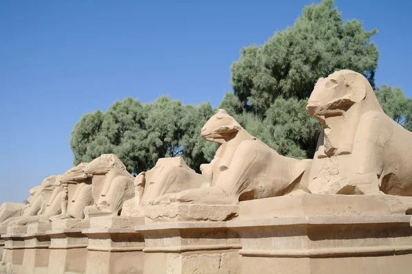 Estátuas antigas de esfinges de cabeça de carneiro no templo de Karnak, Luxor — Fotografia de Stock