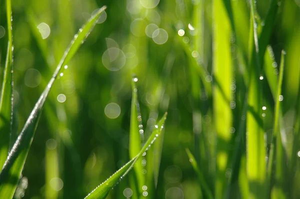Blurry green grass with water droplet in sunshine — Stock Photo, Image